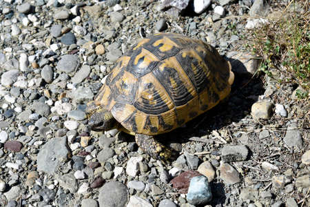 Greece, Mediterranean tortoiseの写真素材