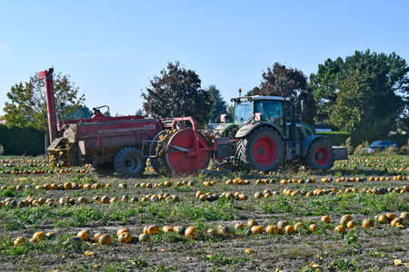 Reisenberg, Austria - October 20, 2021: Unidentified farmer on tractor, machine harvest of pumpkins, the kernels of which are used for a special oil known as Styrian oilのeditorial素材