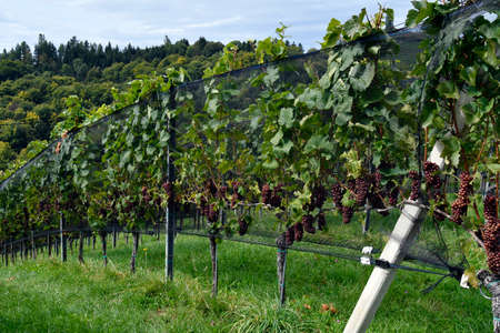Austria, Styria, Grapevines with nets protected against bird damageの写真素材