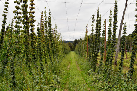 Austria, hops grown on stalks mainly for beer breweriesの写真素材
