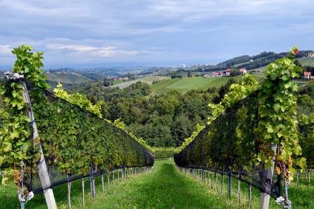 Austria, vineyards on the steep slopes of the Sulm Valley located on the Styrian wine route, the grapes are protected with nets againd birds damage, the hilly landscape is also known as the Tuscany of Austriaの写真素材