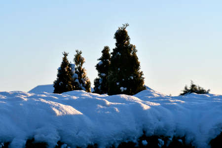 Austria, trees and plants covered with snow on a sunny winter dayの写真素材