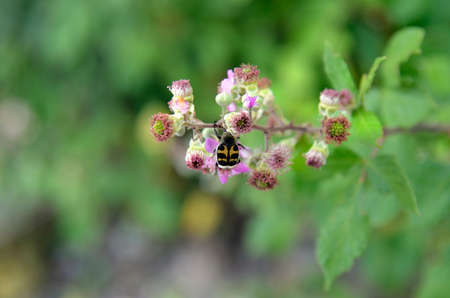 Greece, Trichius fasciatus aka Eurasian Bee Beetle on flowers of rockroseの写真素材
