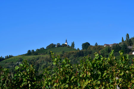 Austria, vine yards and church in Kitzeck im Sausal, the highest wine-growing region in Austriaの写真素材