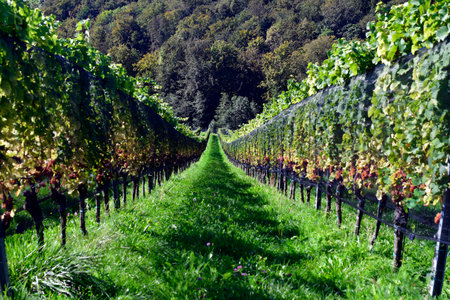 Austria, vineyards on the steep slopes of the Sulm Valley located on the Styrian wine route near the...