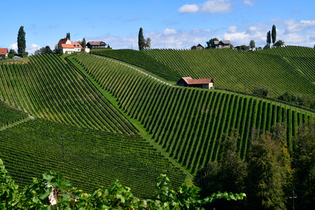 Austria, vineyards on the steep slopes of the Sulm Valley located on the Styrian wine route near the border to Slovenia, the hilly landscape is also known as the Tuscany of Austriaの写真素材
