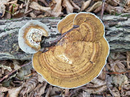 Tree fungus growing on dead wood