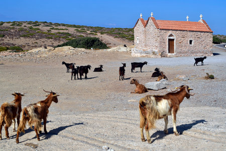 Greece, goat with long-haired fur at the tiny chapel on the road between Vai and Sitia near the Toplou monastery, located in the north-east of Creteの写真素材