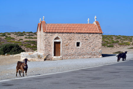 Greece, goats at the tiny chapel on the road between Vai and Sitia near the Toplou monastery, located in the north-east of Creteの写真素材