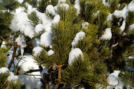 Austria, snow covered mountain pine in North Tyrolの写真素材
