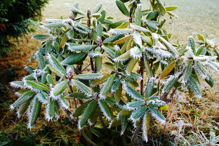 Season, hoarfrost on leaves