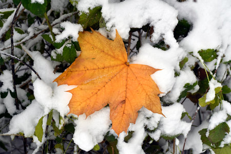 Austria, Leaf of a Norway maple in the snow-covered deciduous forest of the Mannersdorf Wueste...