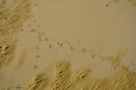 Jesolo, Italy - bird tracks on sandy beach on Adriatic Sea