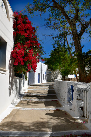 Greece - typical narrow footpath with steps along the houses with red flowering bougainvillea bush in the mountain village Lagkada on Amorgos island, a wonderful Cycladic island in the Aegean Seaの写真素材