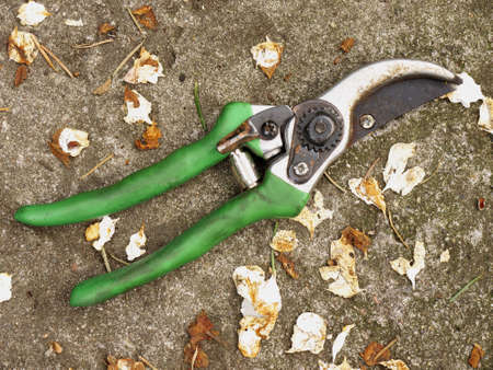 Secateurs with green hand gripfの写真素材