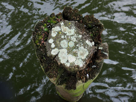 Tree stump in the waterの写真素材