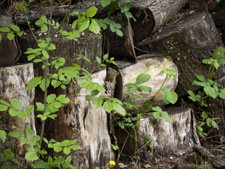 Tree trunks in a wood