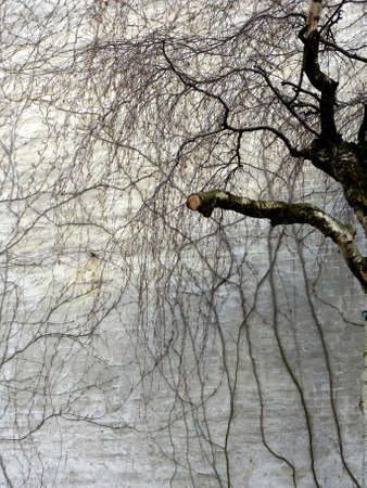 twigs of birch before a wall in spring