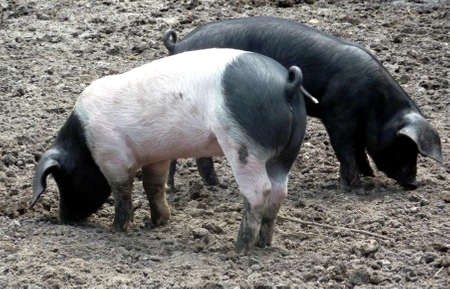 two piglets - black and white