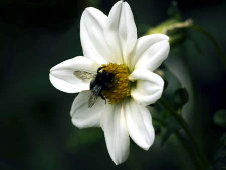 Bee on a white flowerの写真素材