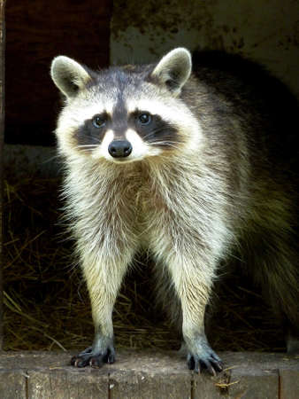 Raccoon looks out of a wooden house