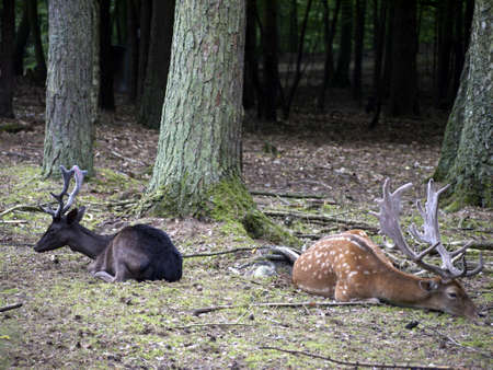 black and brown deer in the forestの写真素材