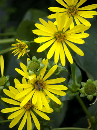 yellow asters and beeの写真素材