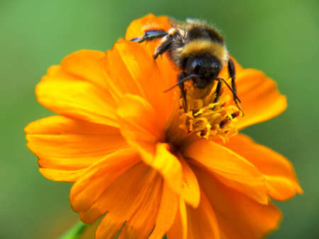 yellow blossom of a dahlia and bumblebeeの写真素材