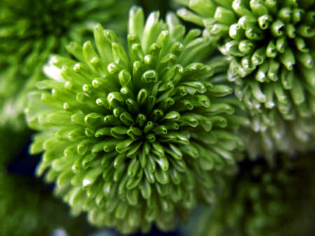 green blossom of a dahlia in summerの写真素材