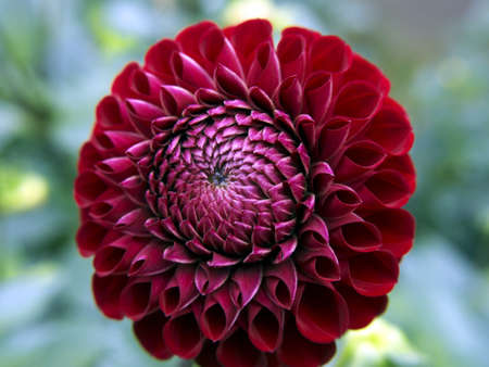 Dahlia Gainesville in the summerの写真素材