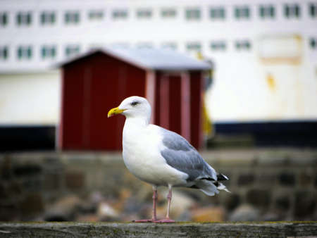 Herring Gull from ship and red scales on the Baltic Seaの写真素材