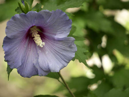 mallow purple with rain dropsの写真素材