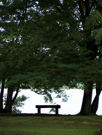 Bench under trees by the lakeの写真素材