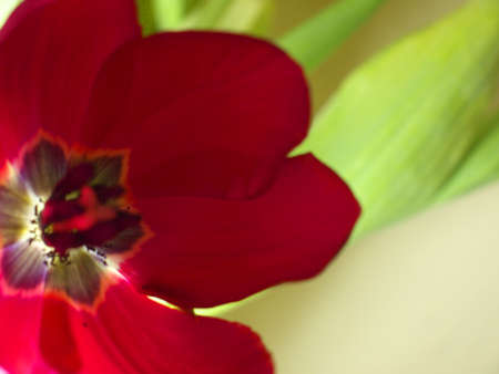 red tulip open in pastel shadesの写真素材