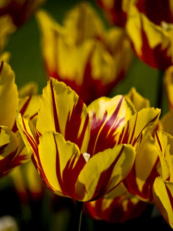 Mickey Mouse flamed tulip in yellow and redの写真素材
