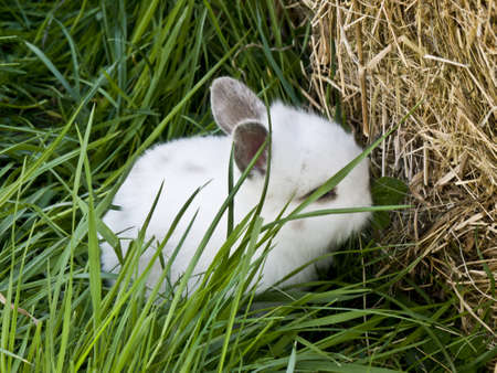 little white rabbit on a green meadowの写真素材