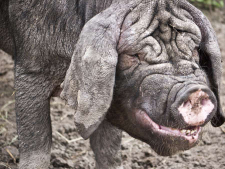 black boar on a farmの写真素材