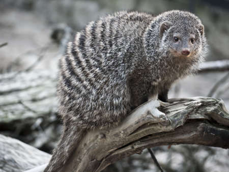striped meerkats on a branchの写真素材