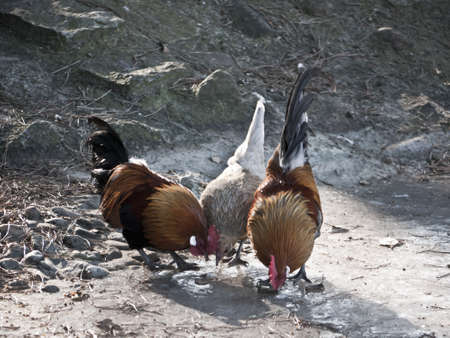 two cocks and a hen eating