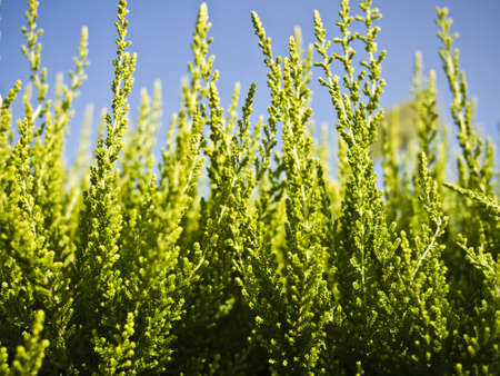 heather green against a blue sky in summerの写真素材