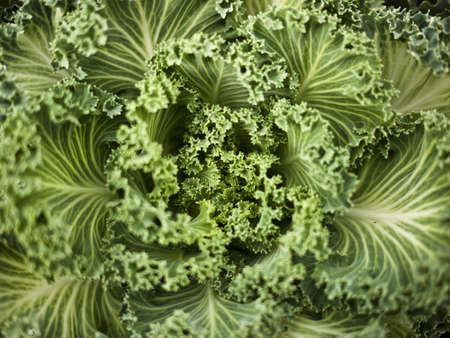 Ornamental cabbage with curly leaves in greenの写真素材