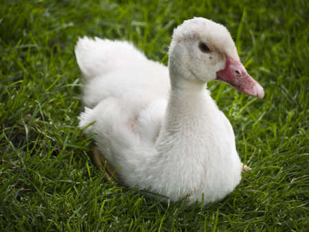 Gosling in the grass