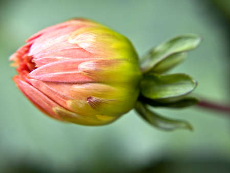dahlia bud in pink in the summer gardenの写真素材