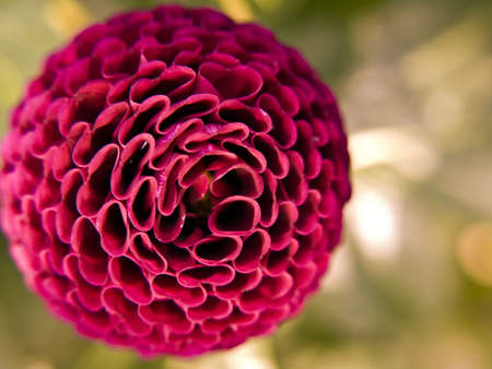 purple dahlia in the summer gardenの写真素材