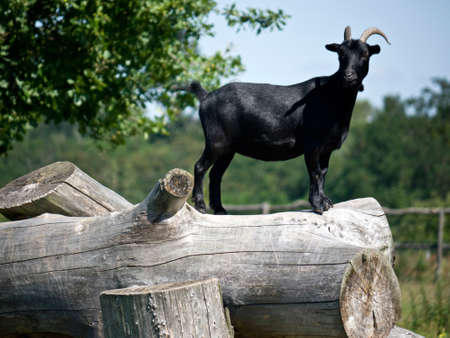 black goat on a tree trunkの写真素材