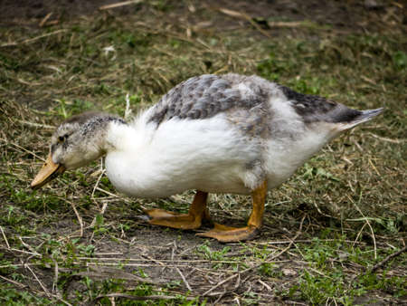 gosling in search of food on a farmの写真素材