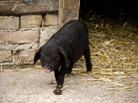 black pig on a farmの写真素材