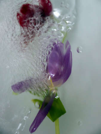 tulips in water with bubblesの写真素材