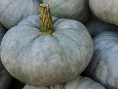 Pumpkin - a species-rich vegetables in the autumn, here in the Lumina variationの写真素材