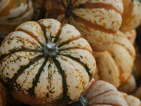 Pumpkin - a species-rich vegetables in the autumn, here in the variation Sweet Lightning